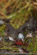 Frogs at Spawning time